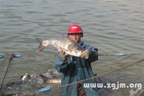 夢見魚|夢見捉魚、抓魚、捕魚